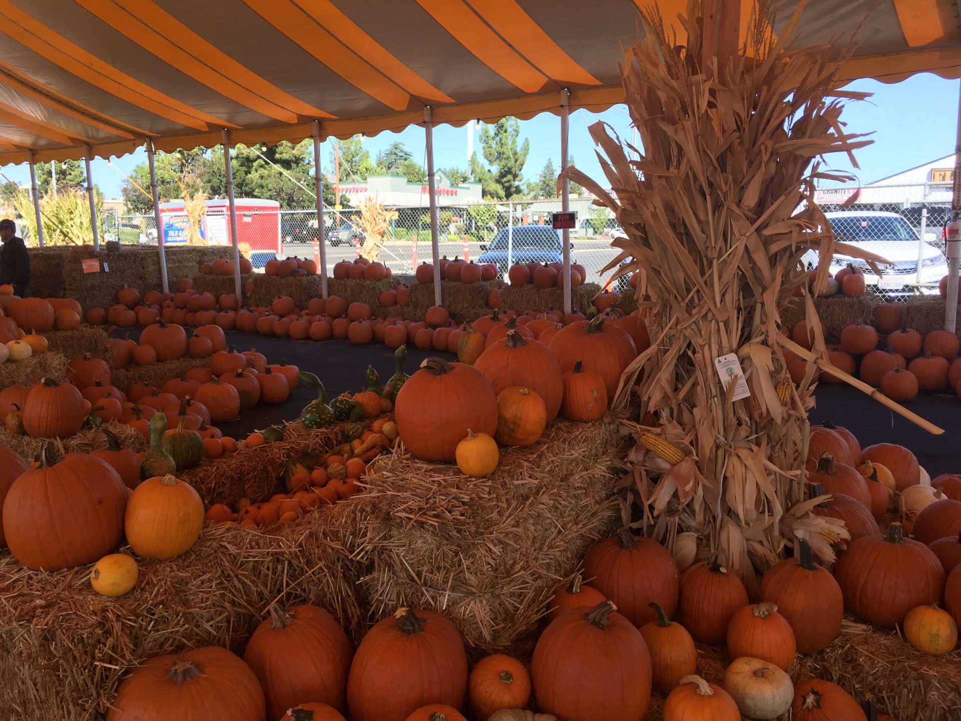 Clovis community events celebrate Halloween season together Clovis