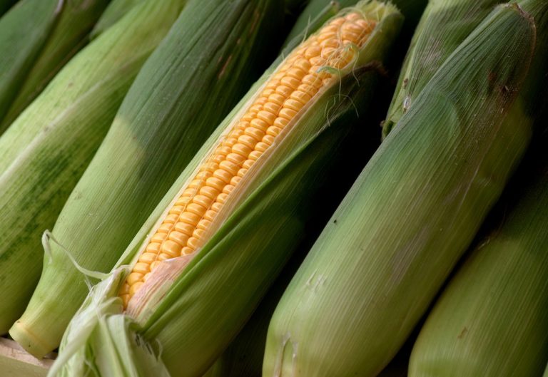 Discover the health benefits of local corn at Fresno State’s Gibson Farm Market