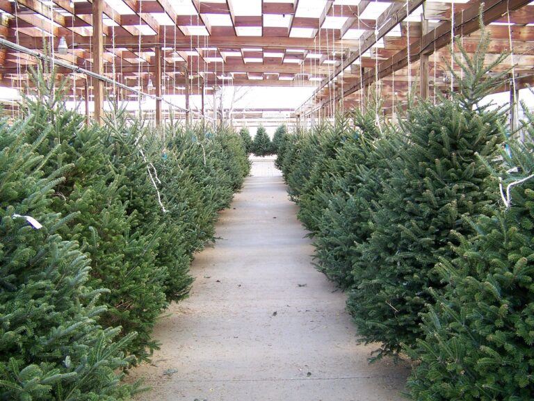 Christmas Tree lots in Clovis open for the season with festive local options